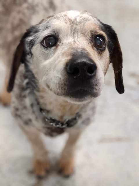 Wilbur