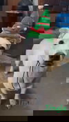 Jingle