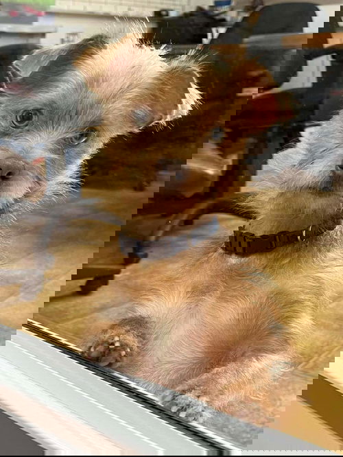 Scrat