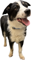 Winston