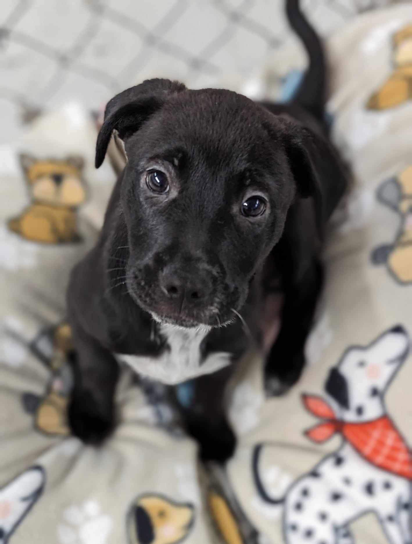 Dog for Adoption - Farley, a Labrador Retriever in Centralia, IL ...