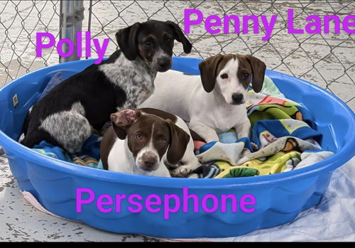 Penny Lane