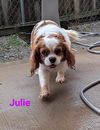 Julie