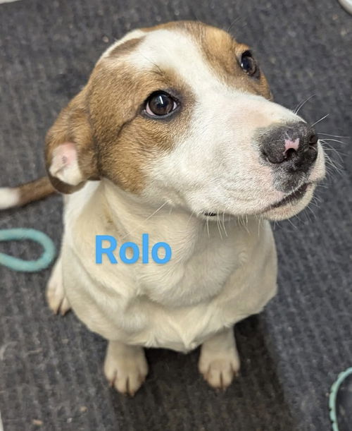 Rolo