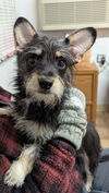 Lil Leo