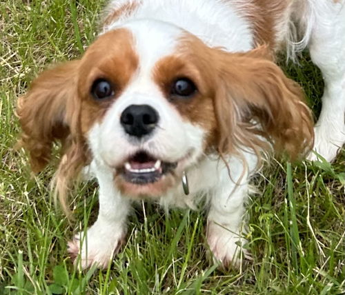 Bonnie