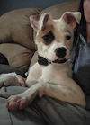 Odie