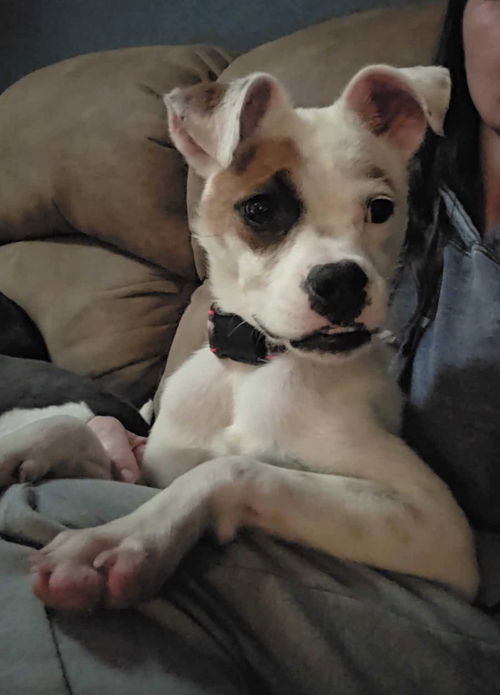 Odie