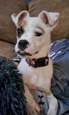 Odie