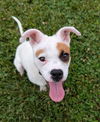 Odie