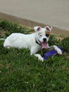 Odie