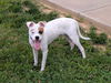 Odie