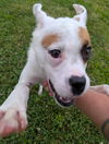 Odie