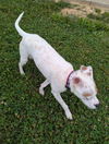 Odie