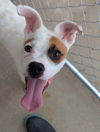 Odie