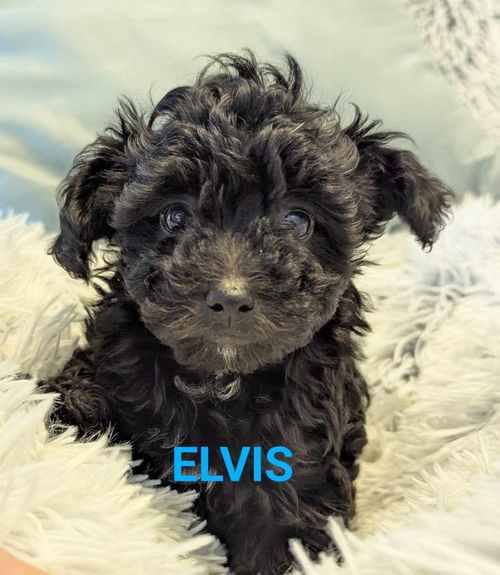 Elvis