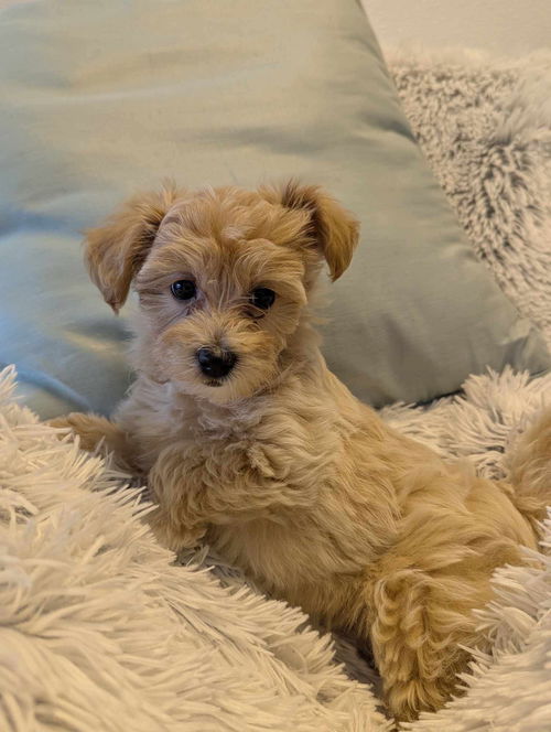 Ted