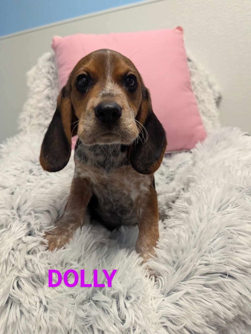 Dolly