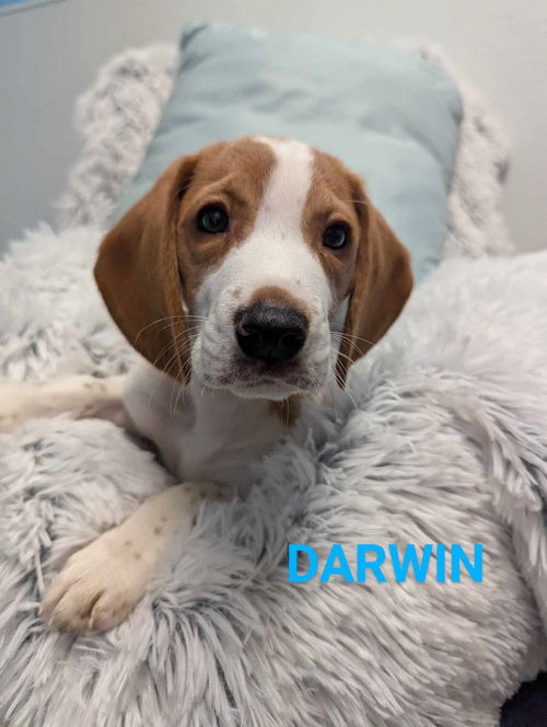 Darwin