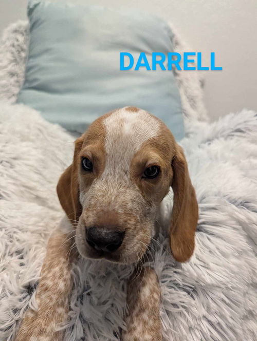 Darrell