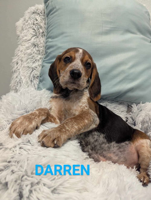 Darren