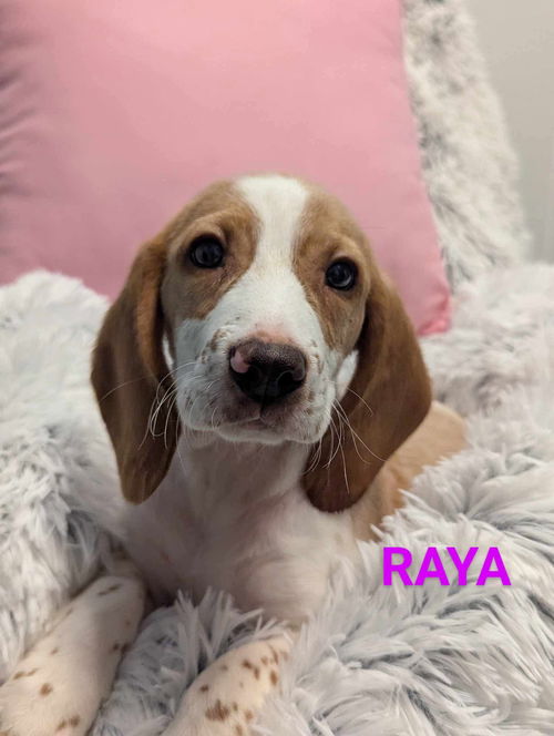 Raya