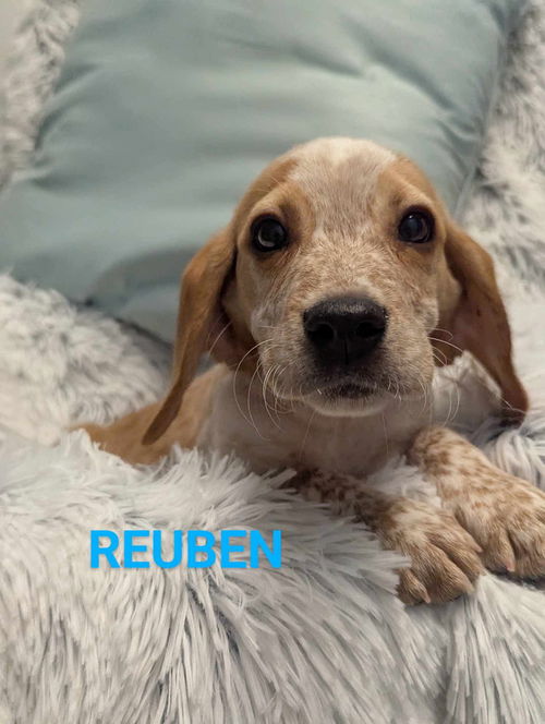 Reuben