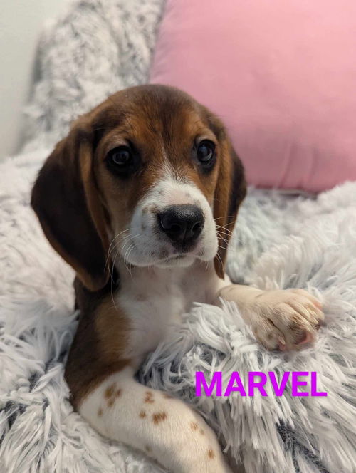 Marvel