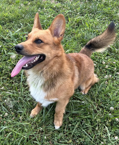 Luca