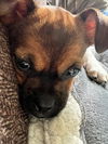 Buster