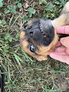 Buster