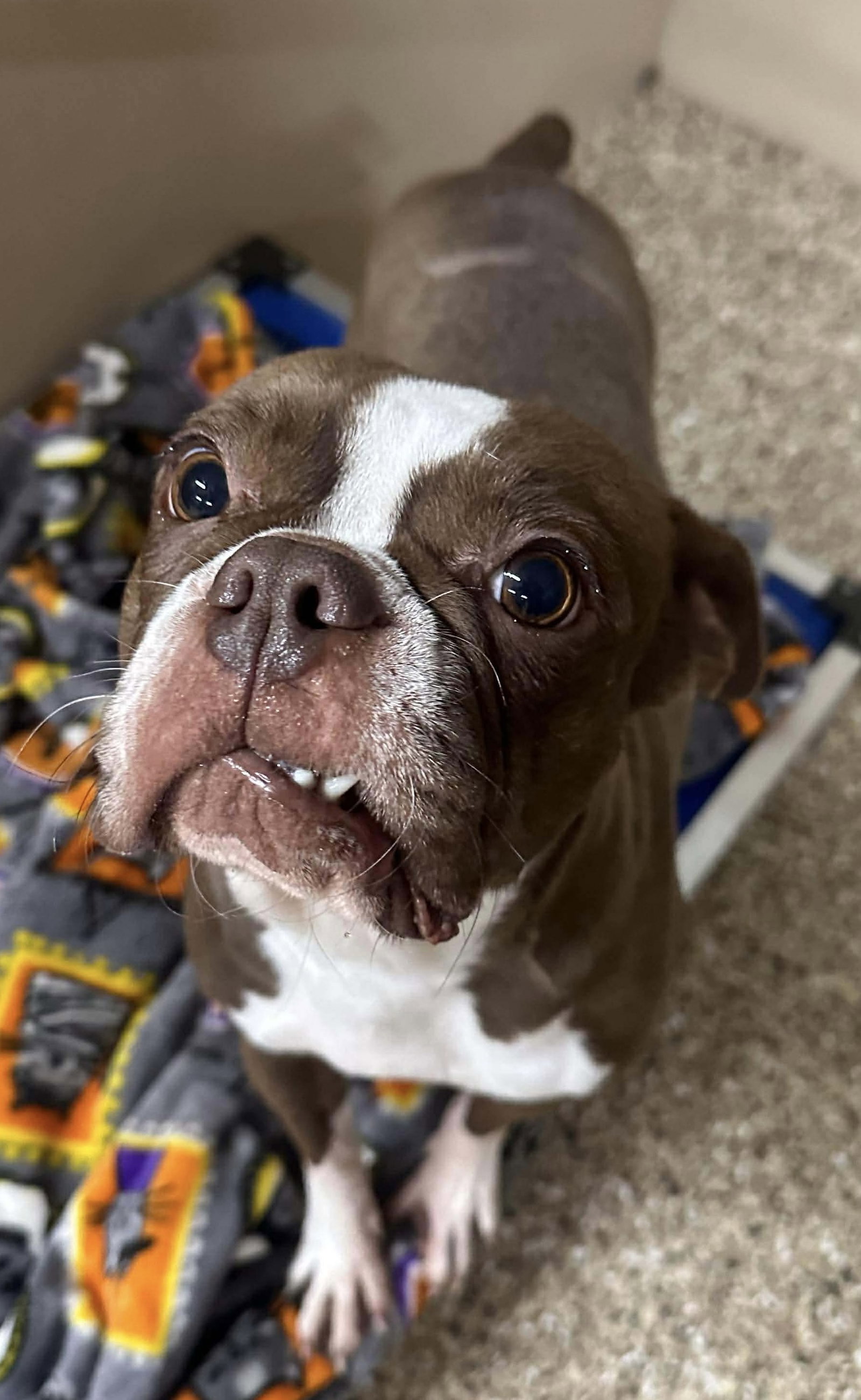 Rosie Image