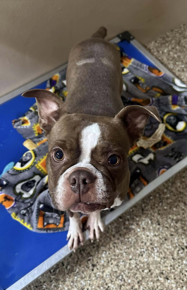 Rosie