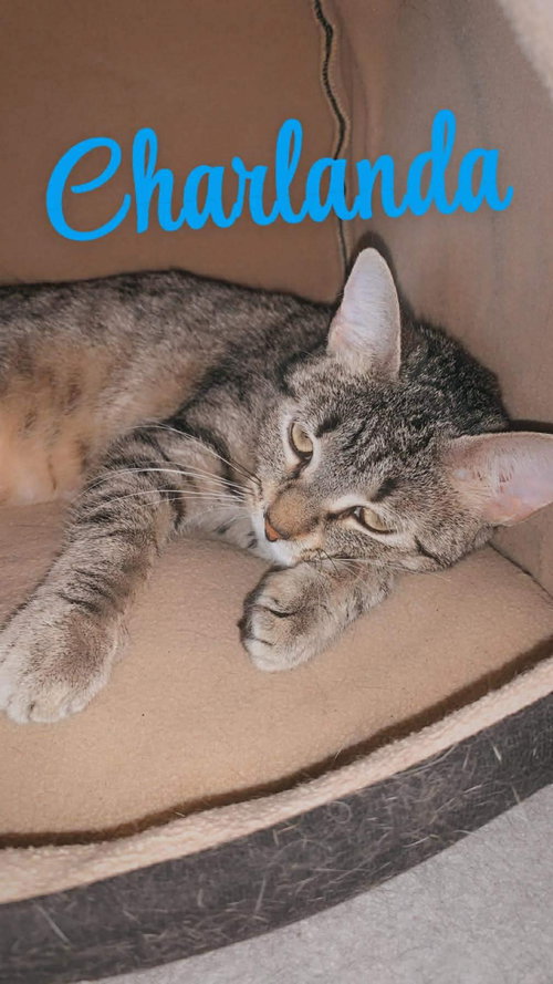 CHARLANDA - Domestic Short Hair available for adoption