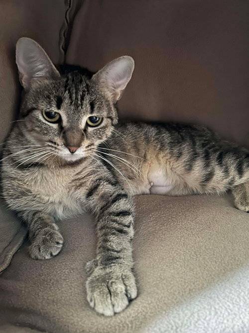 CHARLANDA - Domestic Short Hair available for adoption