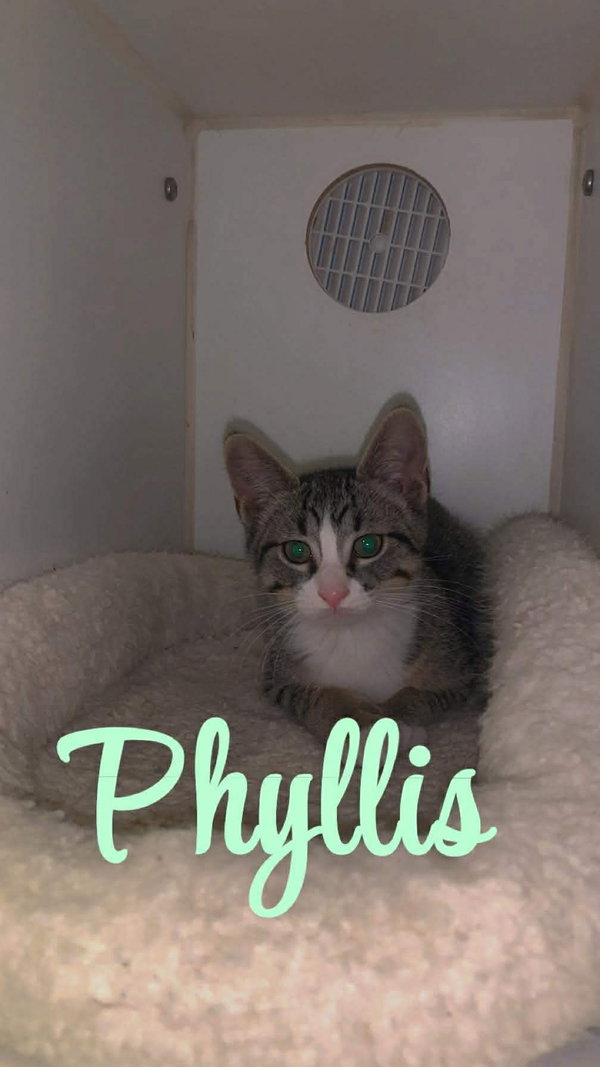 Phyllis