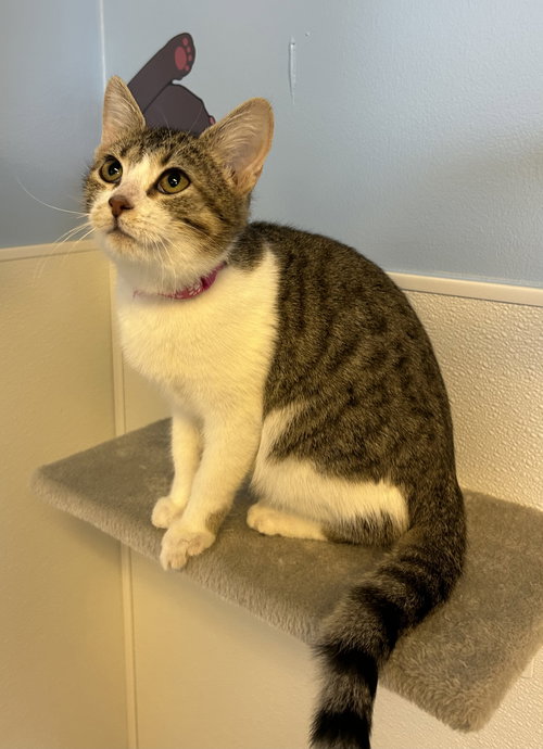 Eggroll, an adoptable Domestic Short Hair in Steeleville, IL