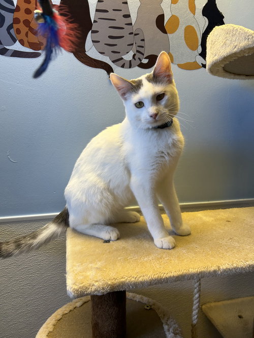 Puma, an adoptable Domestic Short Hair in Steeleville, IL