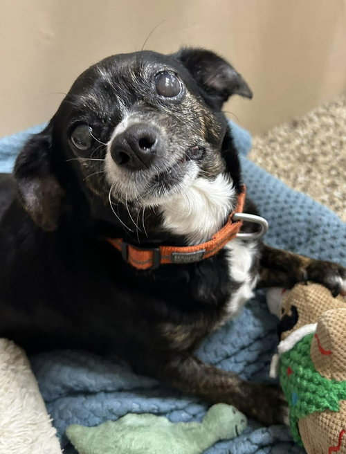 Jasmine, an adoptable Terrier in Steeleville, IL