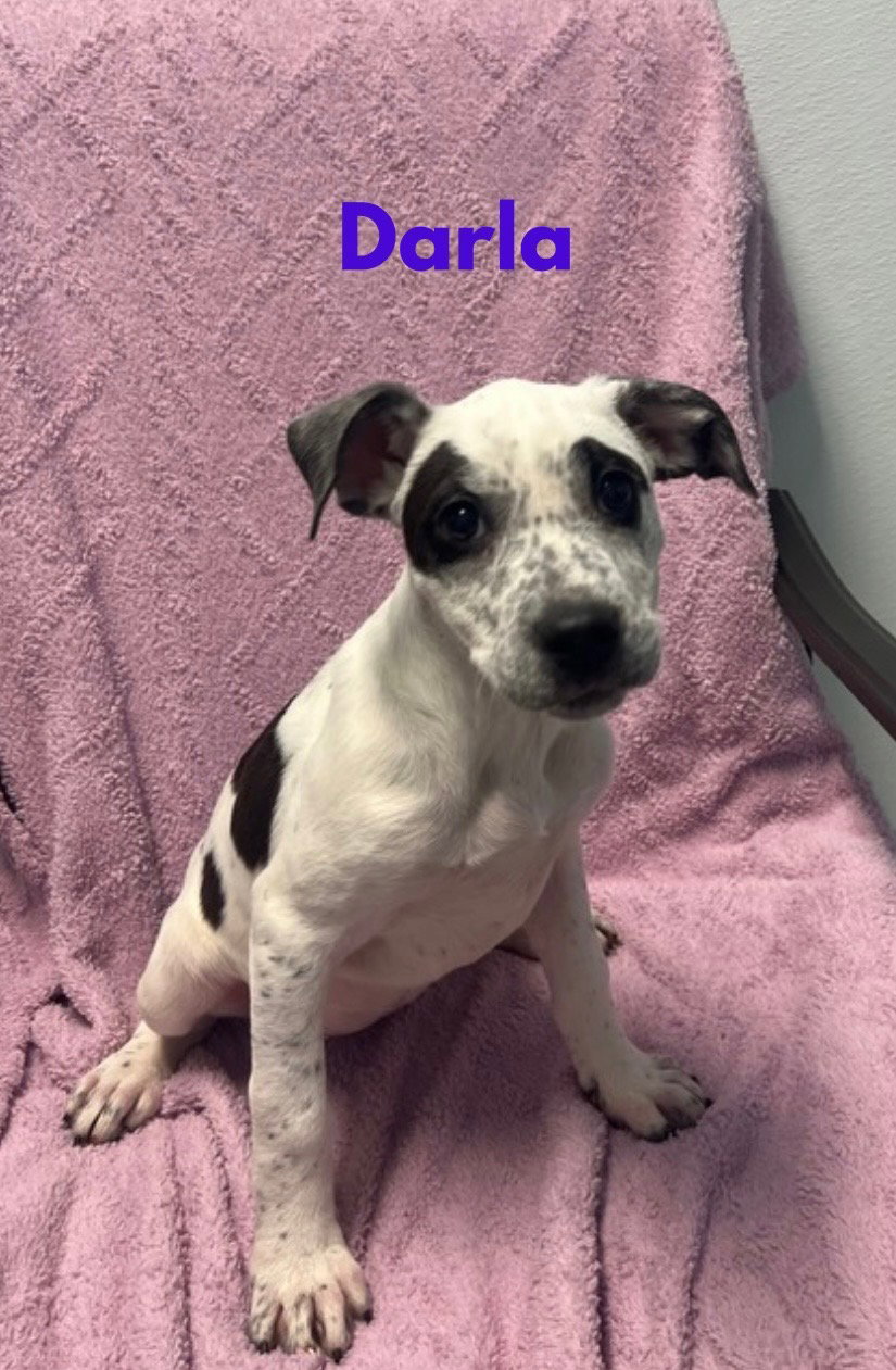Darla Image