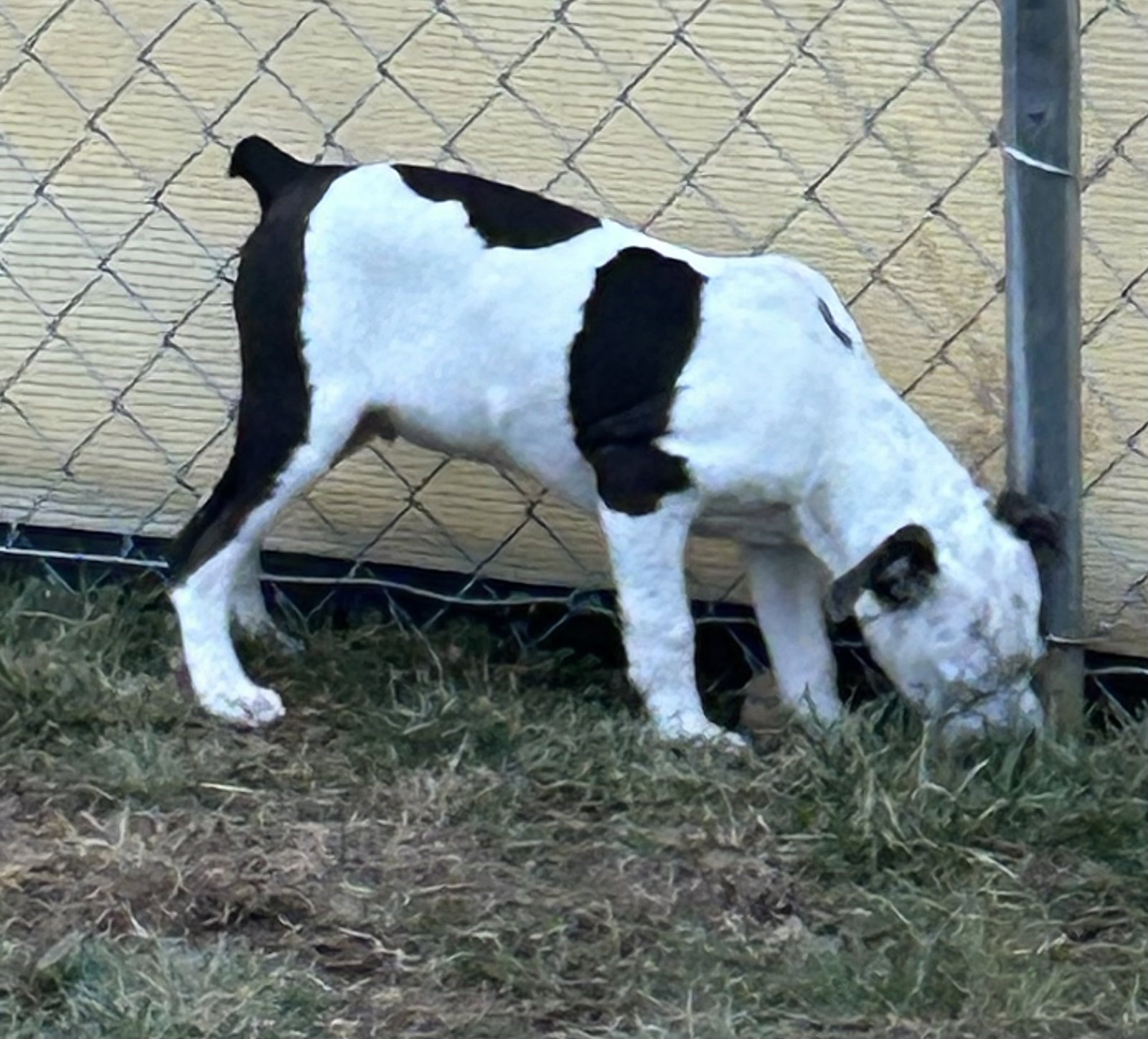 Alfalfa