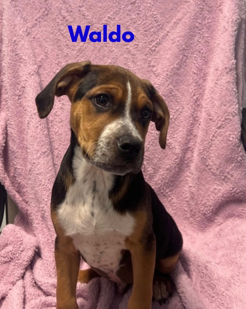 Waldo Image