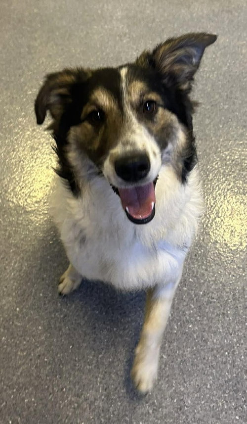 Lady Blue, an adoptable Collie in Steeleville, IL