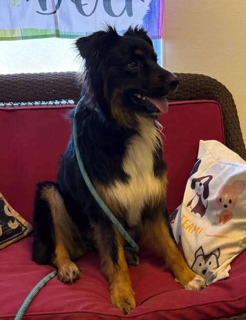 Wrigley, an adoptable Australian Shepherd in Steeleville, IL