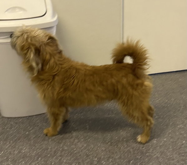Benji