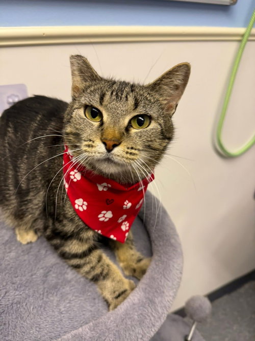 Selma, an adoptable Domestic Short Hair in Steeleville, IL