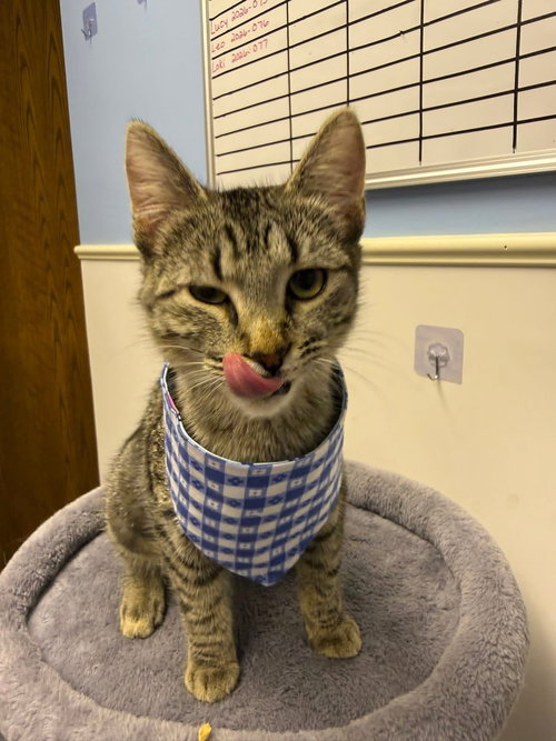 Serena, an adoptable Domestic Short Hair in Steeleville, IL