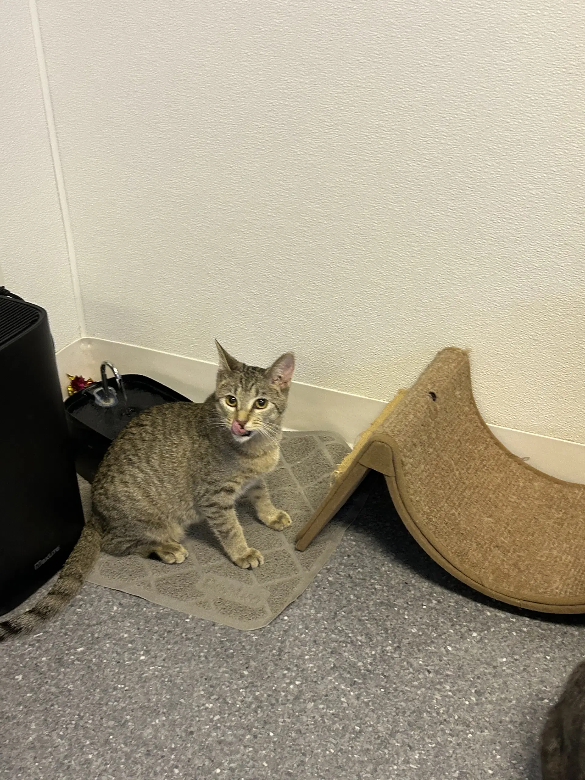 Lucy - Domestic Short Hair