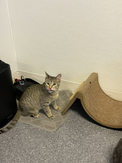 Lucy, a cat for adoption from Randolph County Humane Society