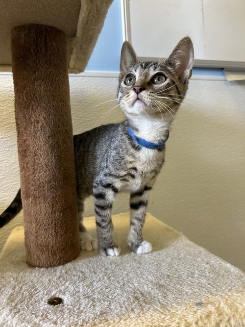Loki